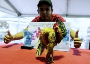 'Ryoga Red' Ayam Serama Tercantik Pemenang MAHA 2016