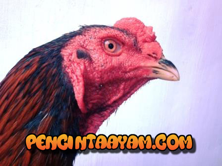 Meruncingkan Paruh Ayam Bangkok - Paruh Ayam Yang Sudah Runcing