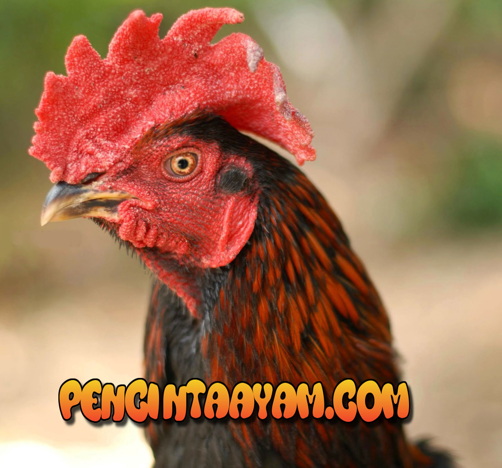 Tips Agar Paruh Ayam Kuat Untuk Gigit Lawan