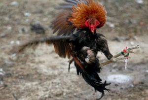 Info Tentang Taji Ayam Super Kuat Tak Terkalahkan