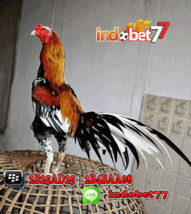 Bandar Sabung Ayam - Kunci Memilih Ayam Bangkok juara.