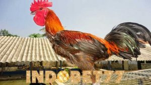 Beberapa Cara Merawat Ayam Pelung Agar Rajin Berkokok