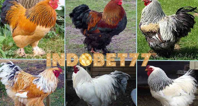 Beberapa Jenis Ayam Yang Memiliki Ukuran Tubuh Besar