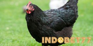 Beberapa Jenis Ayam Yang Memiliki Ukuran Tubuh Besar