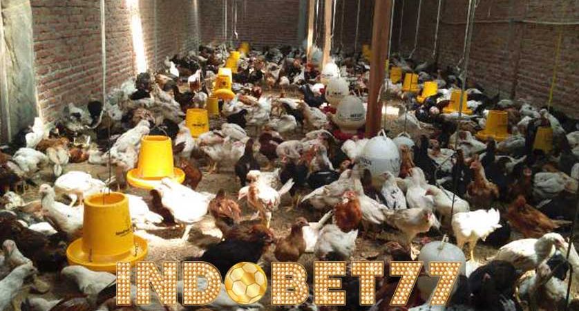 Cara Beternak Ayam Kampung Agar Menguntungkan