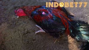 Penyakit Ayam Bangkok Berbahaya Serta Cara Mengatasinya