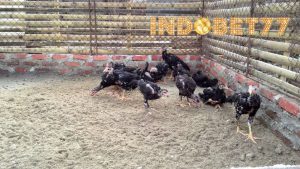 Cara Mengatasi Ayam Aduan Belum Berani Bertarung