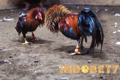 Kisah Sejarah Legenda Sabung Ayam Di Indonesia